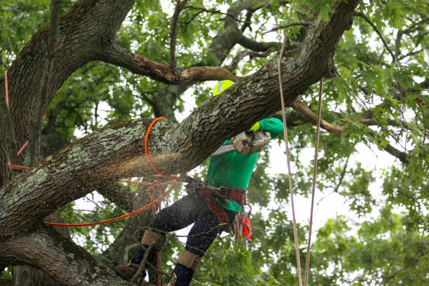 Tree and Shrub Care in Baldwinville, MA